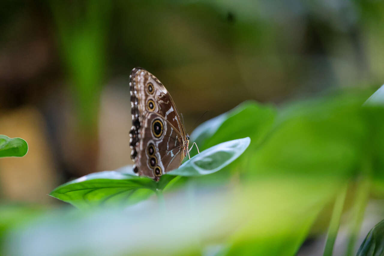 Konya’nın kelebek cenneti ziyaretçi rekoru kırdı 8